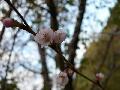 四季桜[2]